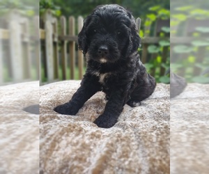 Bernedoodle Puppy for sale in MARYVILLE, TN, USA