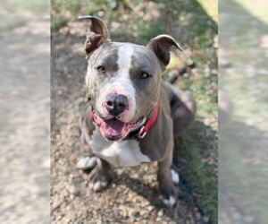 Mutt Dogs for adoption in Ventura, CA, USA