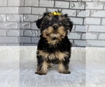 Small #6 Yorkshire Terrier