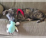 Small #2 Mutt