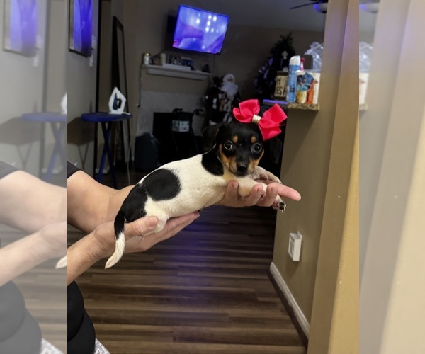 Medium Photo #1 Chiweenie Puppy For Sale in HOUSTON, TX, USA