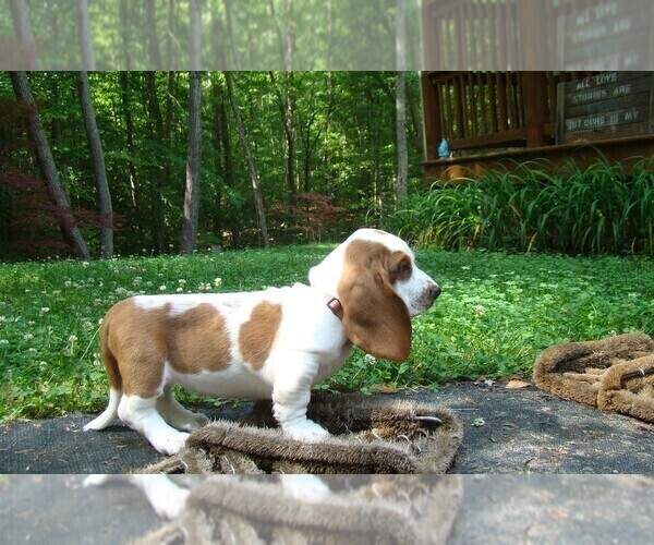 Medium Photo #4 Basset Hound Puppy For Sale in LANEXA, VA, USA