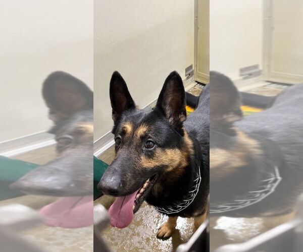 Medium Photo #2 German Shepherd Dog Puppy For Sale in Pierceton , IN, USA