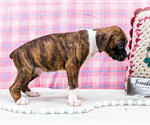 Small Photo #41 Boxer Puppy For Sale in WAKARUSA, IN, USA