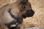 Small Photo #6 Belgian Malinois Puppy For Sale in ETOWAH, OK, USA