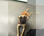 Small Labrador Retriever Mix