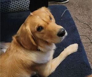 Mother of the Golden Retriever puppies born on 08/11/2025