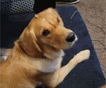 Small Photo #1 Golden Retriever Puppy For Sale in LANCASTER, CA, USA
