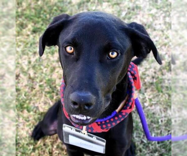 Medium Photo #9 Labrador Retriever-Unknown Mix Puppy For Sale in San Diego, CA, USA