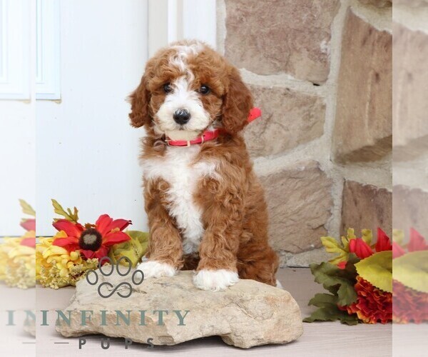 Medium Photo #1 Goldendoodle (Miniature) Puppy For Sale in GORDONVILLE, PA, USA