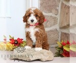 Small Goldendoodle (Miniature)