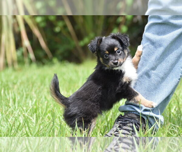 Medium Photo #2 Miniature Australian Shepherd Puppy For Sale in PALM COAST, FL, USA