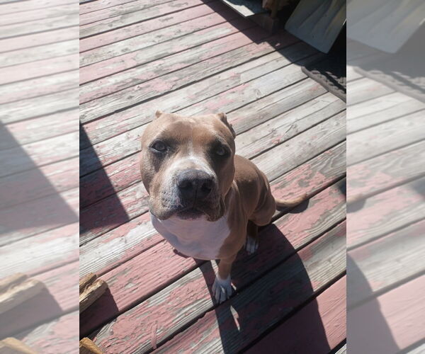 Medium Photo #1 Mutt Puppy For Sale in Dana Point, CA, USA
