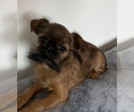 Small Photo #1 Brussels Griffon Puppy For Sale in SAGINAW, MI, USA