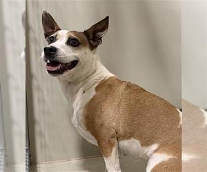 Chihuahua-Unknown Mix Dogs for adoption in Bakersfield, CA, USA