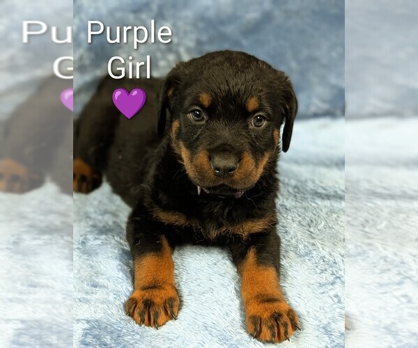 Medium Photo #1 Rottweiler Puppy For Sale in BENSON, NC, USA