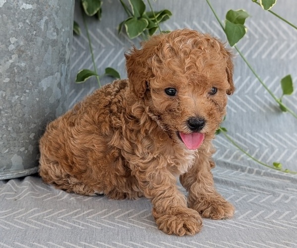 Medium Photo #28 Poodle (Toy) Puppy For Sale in GOSHEN, IN, USA