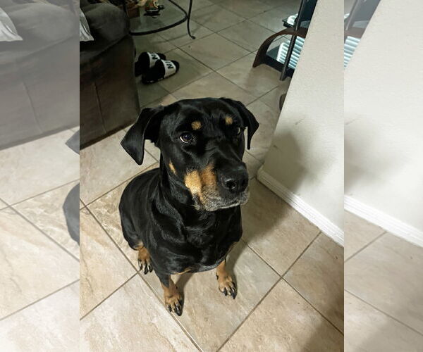 Medium Photo #4 Rottweiler-Unknown Mix Puppy For Sale in White Hall, AR, USA