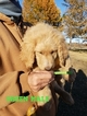 Small Photo #12 Goldendoodle Puppy For Sale in CLARKSVILLE, TX, USA