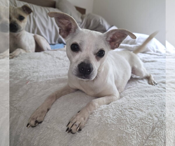 Medium Photo #7 Italian Greyhuahua Puppy For Sale in Arlington, WA, USA