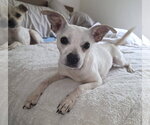Small #6 Italian Greyhuahua