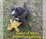 Small #7 American Pit Bull Terrier