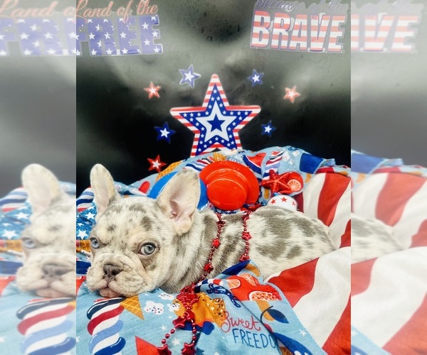 Medium Photo #3 French Bulldog Puppy For Sale in RICHARDS, TX, USA