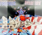 Small #2 French Bulldog