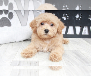 Poochon Puppy for sale in MARIETTA, GA, USA