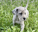 Puppy Spots female Daniff