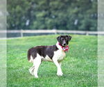 Small #7 Border Collie Mix