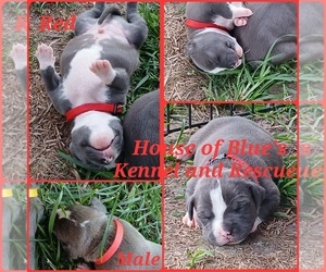 American Pit Bull Terrier Puppy for sale in DELAWARE, OH, USA