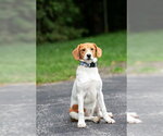 Small Catahoula Leopard Dog-Labrador Retriever Mix
