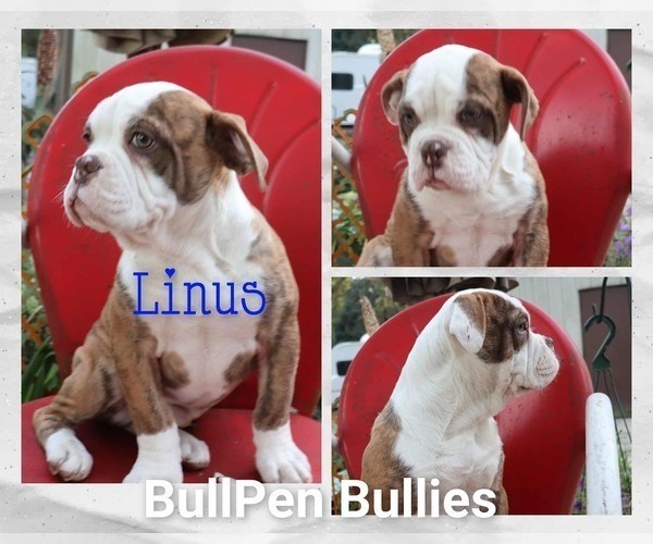 Medium Photo #4 Olde English Bulldogge Puppy For Sale in PINE VILLAGE, IN, USA