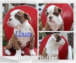 Small #3 Olde English Bulldogge