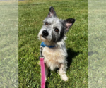 Small #1 Cairn Terrier Mix