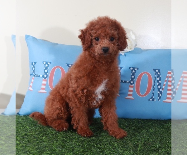 Medium Photo #3 Goldendoodle (Miniature) Puppy For Sale in MOUNT VERNON, OH, USA