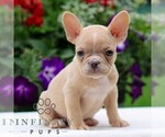 Small #3 French Bulldog