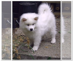 American Eskimo Dog Puppy for sale in INDIANAPOLIS, IN, USA