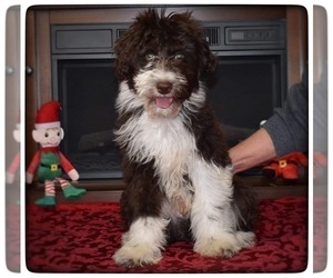 Aussiedoodle Puppy for sale in MAYFIELD, KY, USA