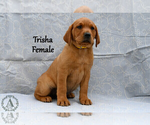 Medium Labrador Retriever