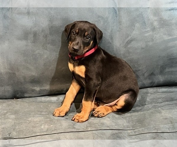 Medium Photo #2 Doberman Pinscher Puppy For Sale in DUBLIN, TX, USA