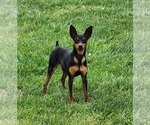 Small Photo #1 Miniature Pinscher Puppy For Sale in OLATHE, KS, USA