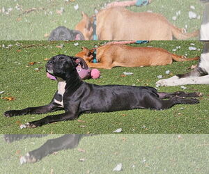 Mutt Dogs for adoption in Woodbury, NY, USA