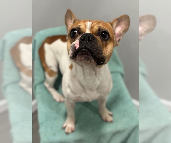 Medium Photo #2 French Bulldog Puppy For Sale in Oak Bluffs, MA, USA
