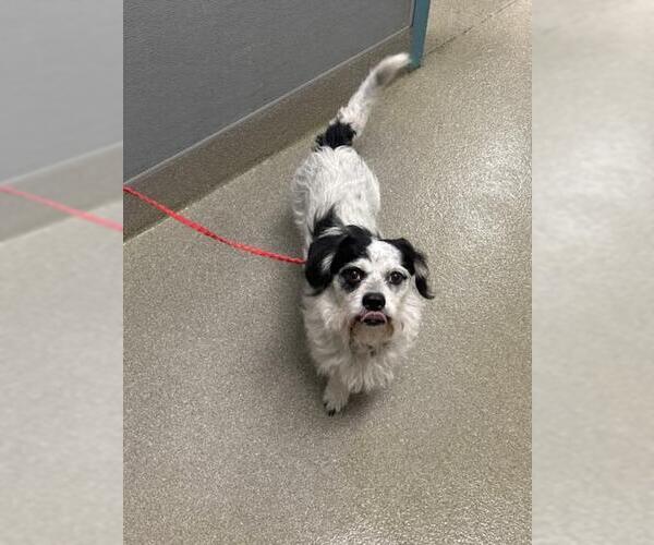 Medium Photo #1 Mutt Puppy For Sale in Las Vegas, NV, USA