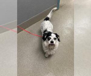 Mutt Dogs for adoption in Las Vegas, NV, USA