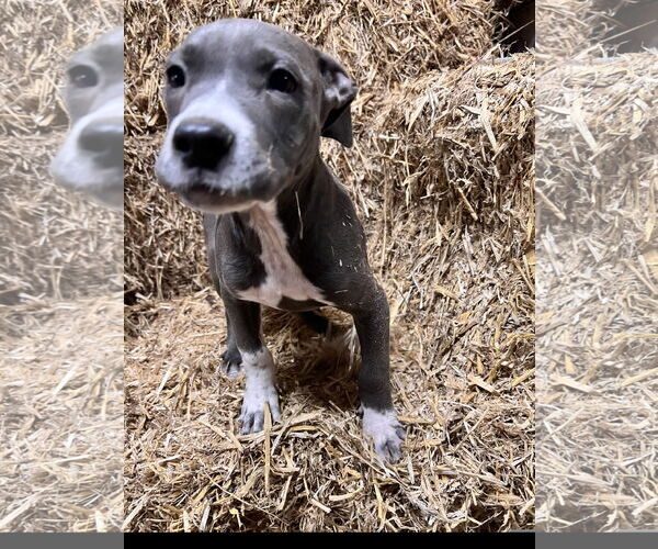 Medium Photo #3 Staffordshire Bull Terrier-Unknown Mix Puppy For Sale in Tracy City, TN, USA