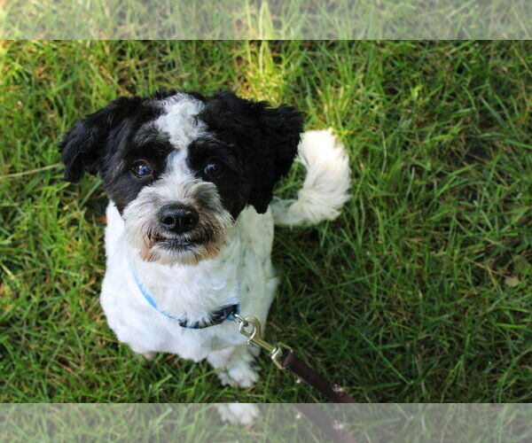 Medium Photo #2 Shih-Poo Puppy For Sale in St. Cloud, MN, USA