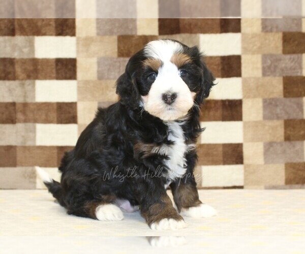 Medium Photo #1 Bernedoodle (Miniature) Puppy For Sale in DENVER, PA, USA